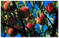 לימודי חקלאות