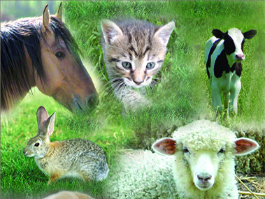 סיעוד רפואי וטרינרי