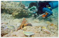 חדש בבן גוריון- ביולוגיה וביוטכנולוגיה ימית במדעי החיים