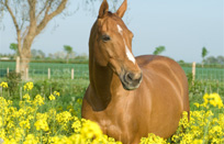 קורס מדריכי רכיבה טיפולית בטקסס