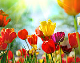 קורס שזירת פרחים