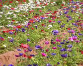 גינון טיפולי וטבע תראפיה בשילוב אומנויות